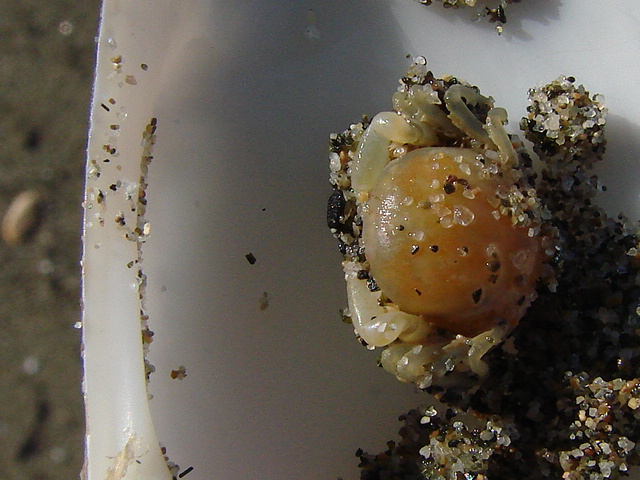Pinnotheres pisum
